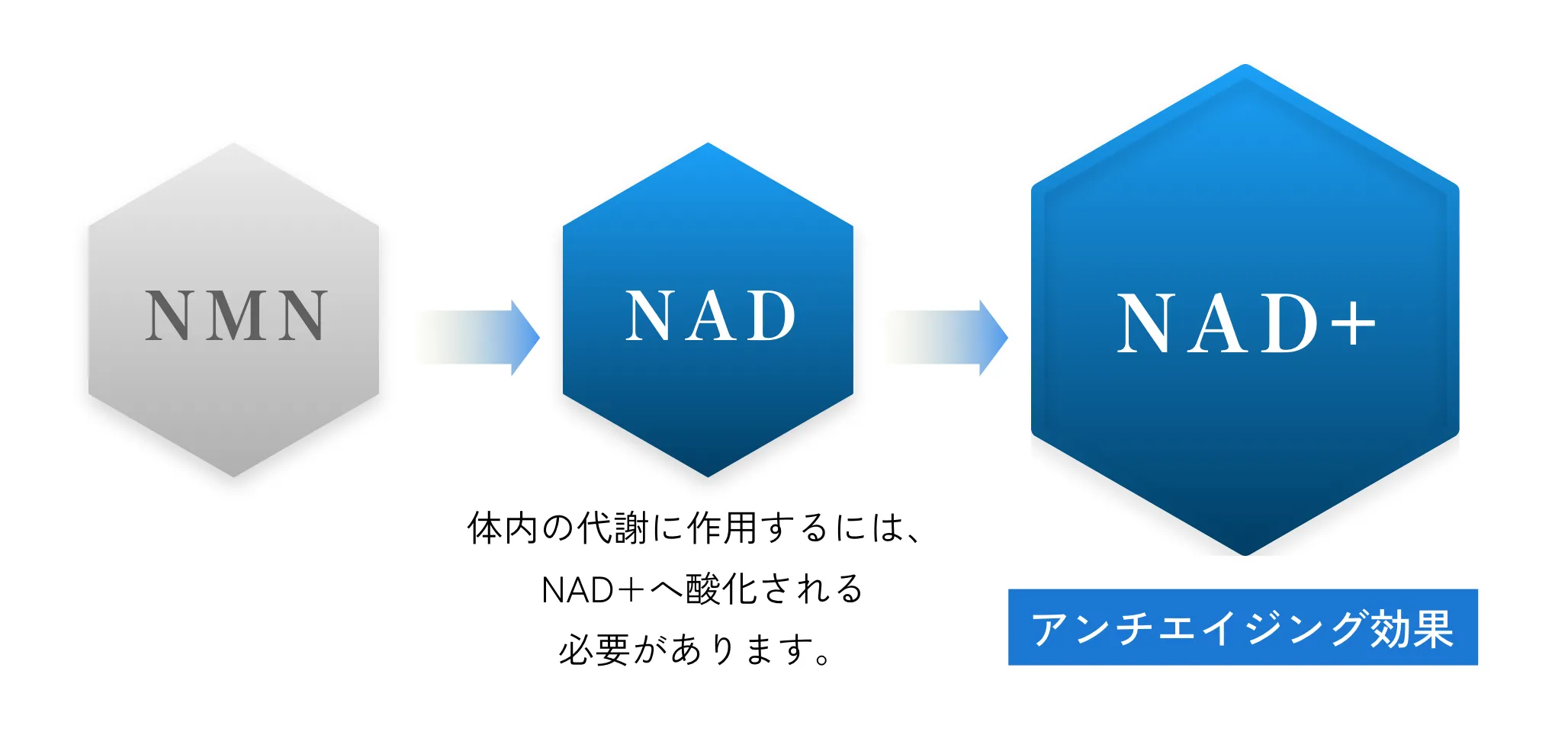 NMNからNAD+への変換図