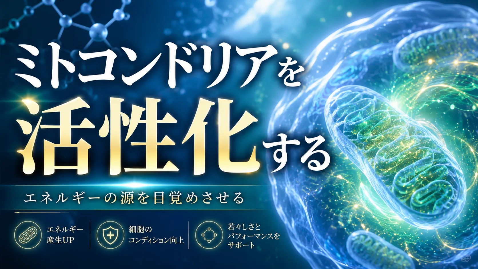 ミトコンドリアの活性化とエネルギー_salus